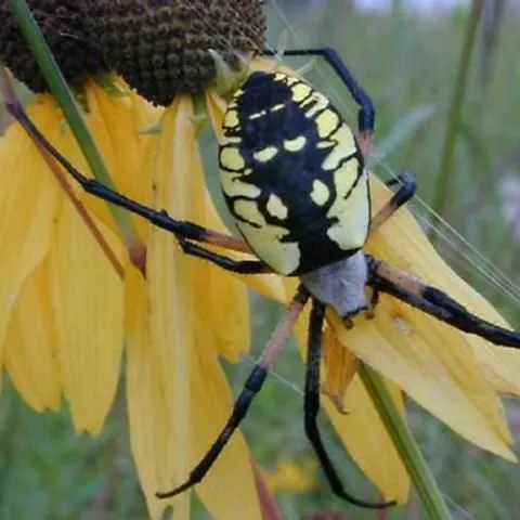 thumbnail for publication: Yellow Garden Spider, Writing Spider Argiope aurantia (Lucas) (Arachnida: Araneae: Araneidae)